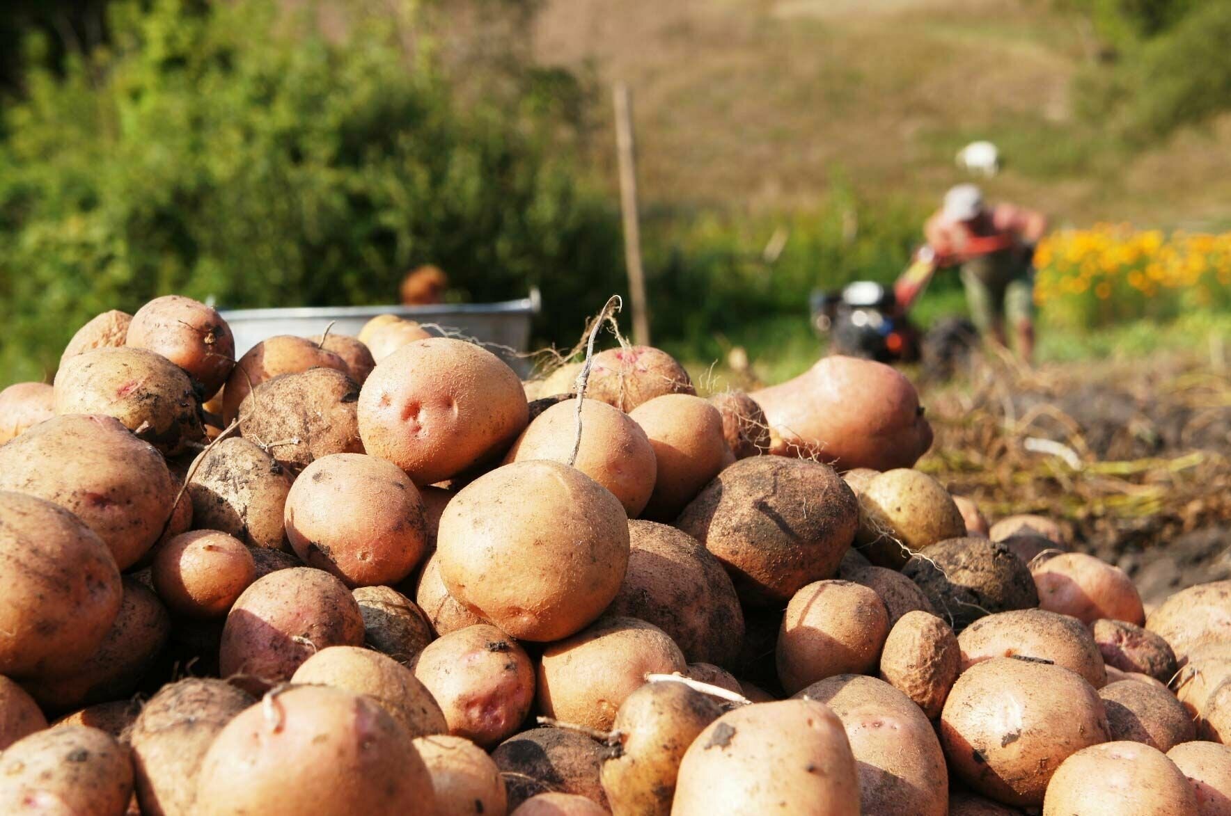 Удобрение ОЖЗ, "Гуми-Оми", для картофеля, моркови, редиса, свеклы, репы, редьки, 0,7 кг - фотография № 8