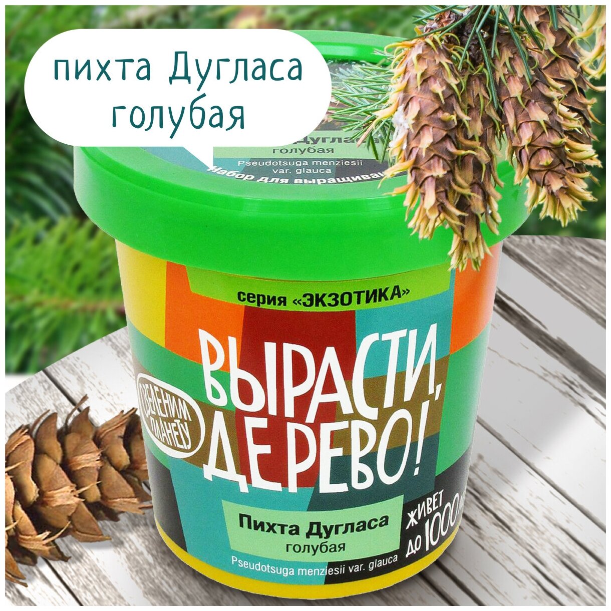 Набор, Вырасти дерево! Пихта Дугласа голубая - фото №1