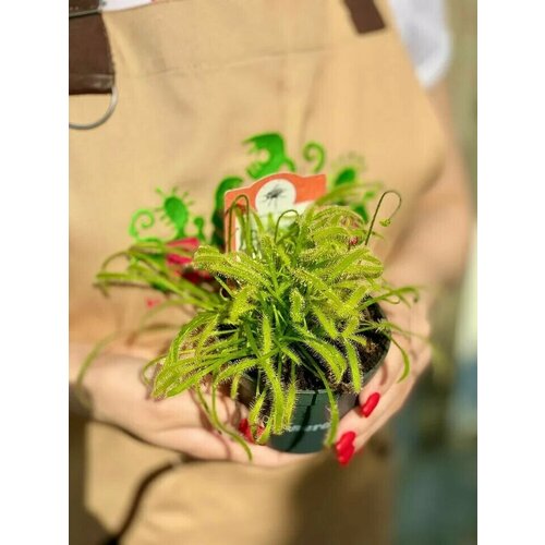 Хищное растение росянка Альба (Drosera Alba) D9см