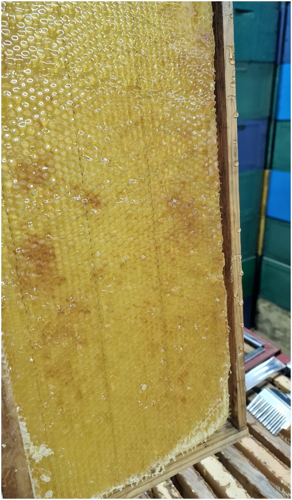 Мёд цветочный натуральный липовый 0,5 кг. / урожай 2022 года / ГОСТ / Honey day - фотография № 10