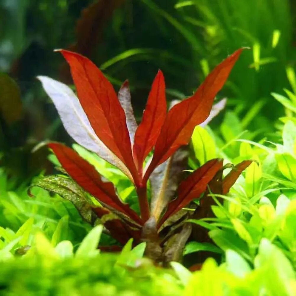 Растение аквариумное живое Альтернантера Рейнеки мини (Alternanthera reineckii mini)