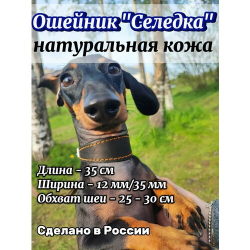 Ошейник для таксы селедка