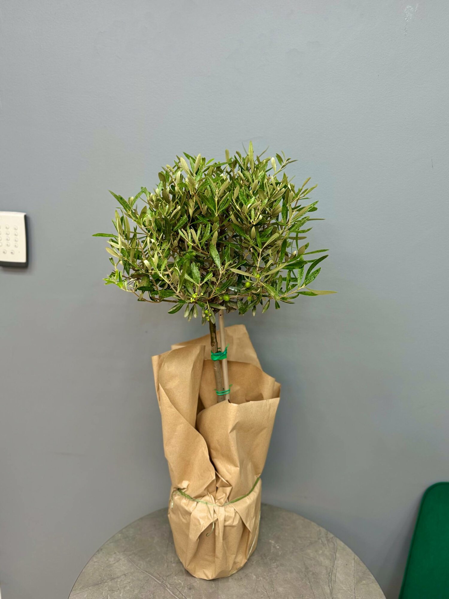 Оливковое дерево в горшке от бренда Margo plants h 100 см d 17