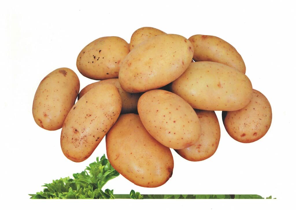 Комплект демонстрационных и раздаточных карточек "Овощи" — фото 1