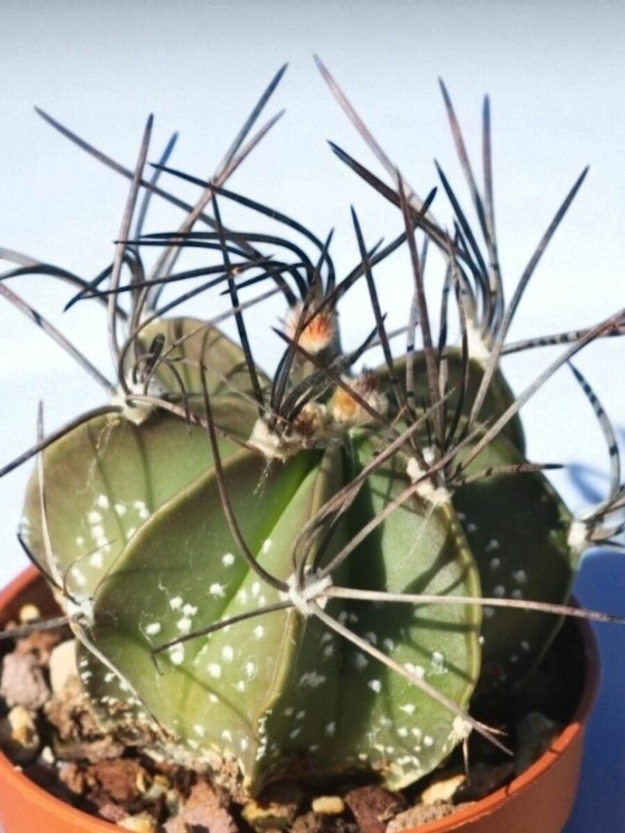 Семена Кактус Astrophytum senile 5 штук