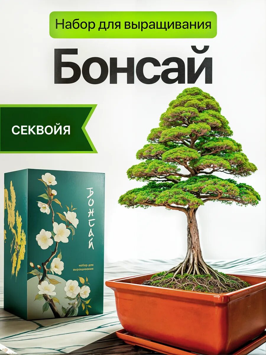 Бонсай набор для выращивания растений Секвойя