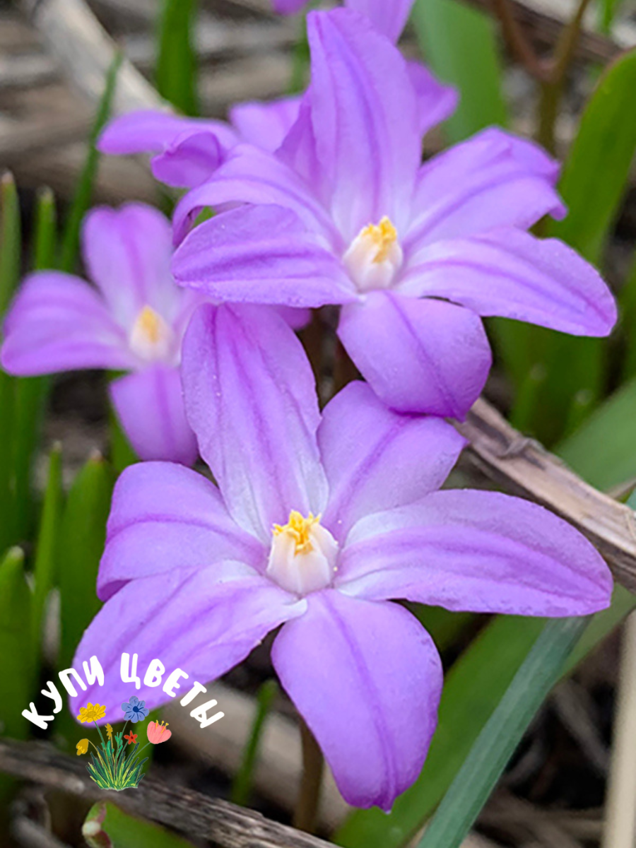 Луковицы хионодокса Купи Цветы Violet Beauty  многолетние ( 10 луковиц )