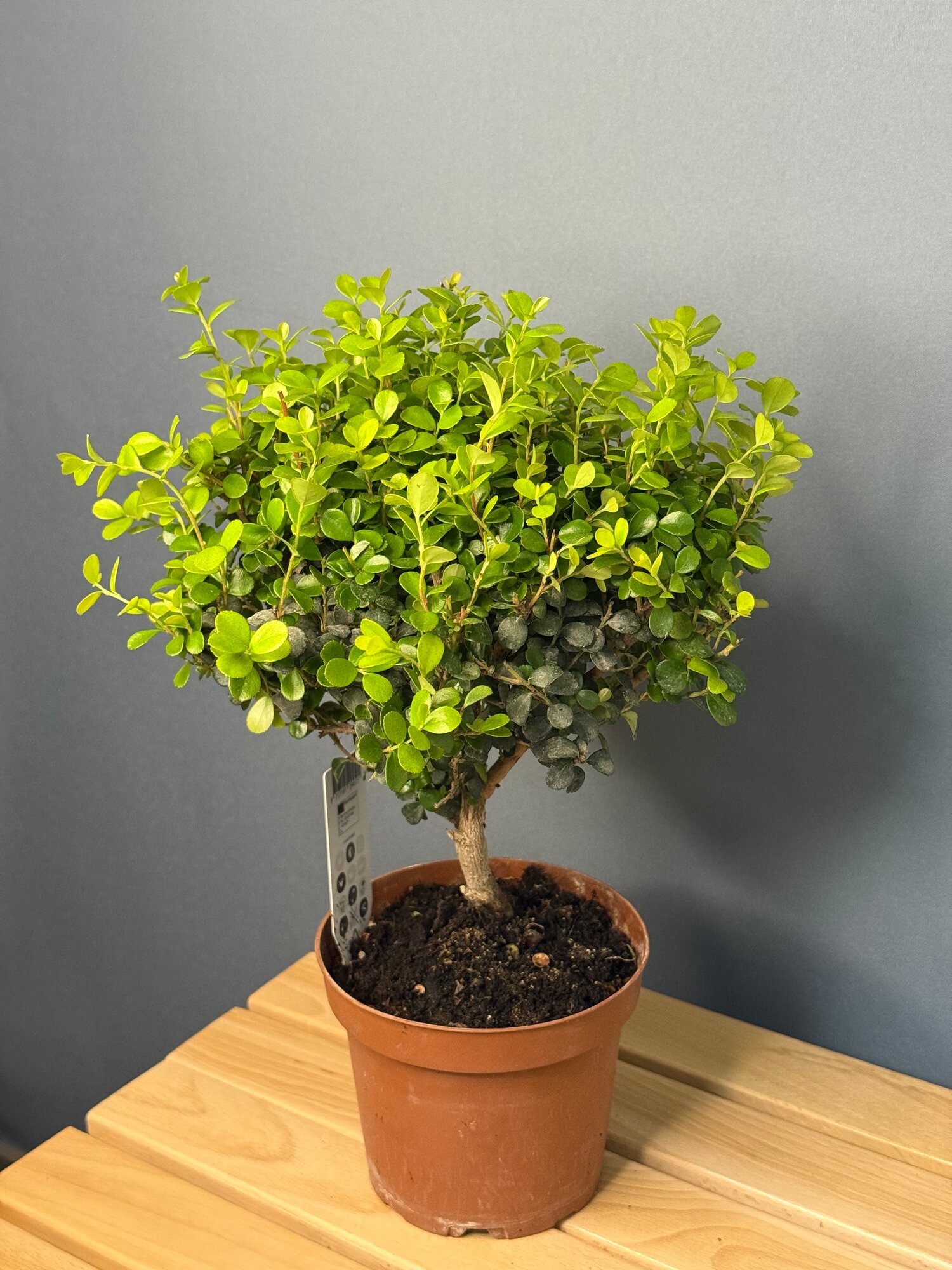 Мирт обыкновенный (Myrtus communis) — ароматное вечнозелёное деревце в мини-формате