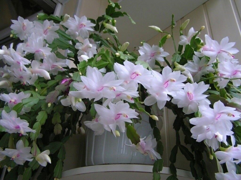 Декабрист MIX