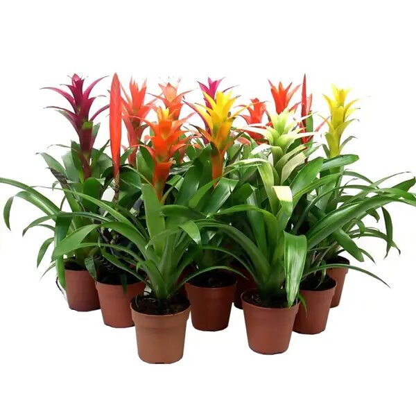 Бромелия микс ø12 h40 см