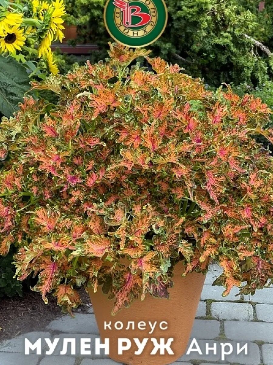 Колеус семена