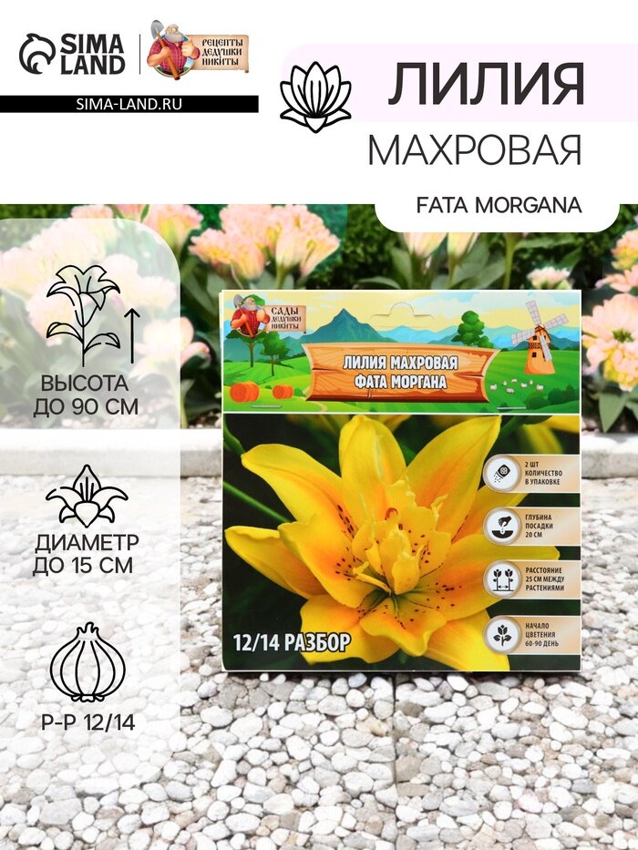 Лилия Махровая Fata Morgana луковица в пакете с перфорацией р-р 12/14 2 шт.