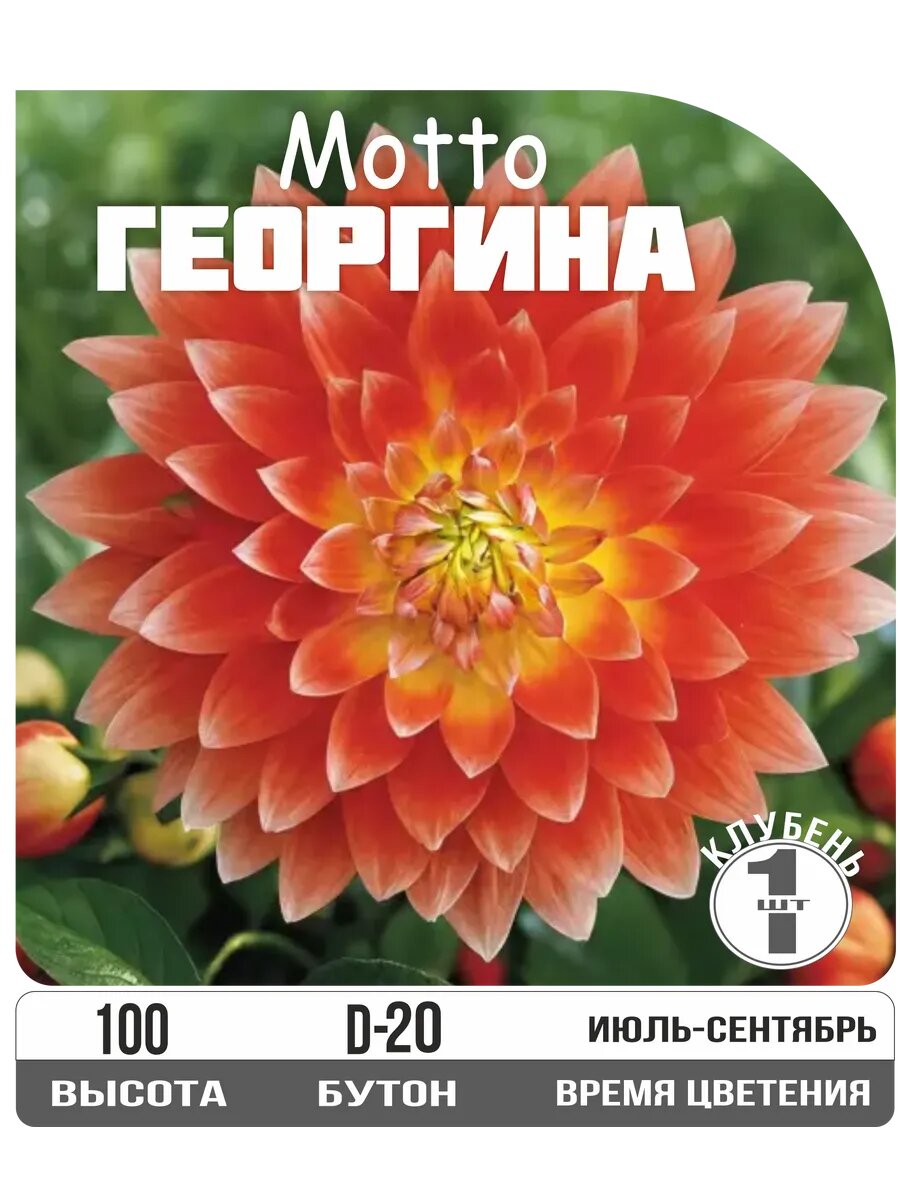 Георгина 