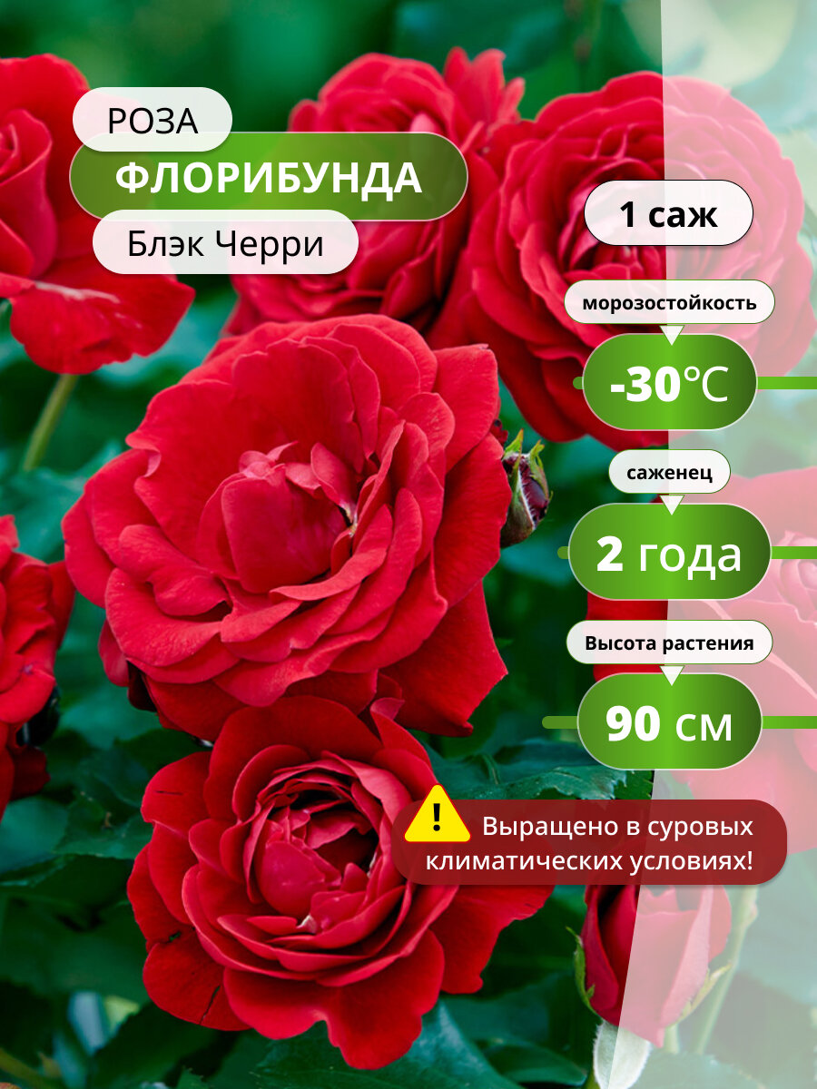 Роза флорибунда 