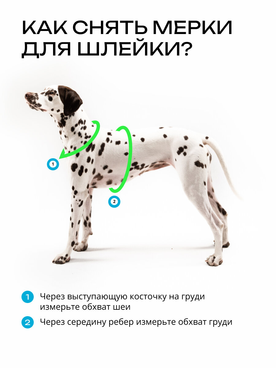 Изображение Шлейка для кошек и собак мелких пород анатомическая размер XXS, светоотражающая, голубая