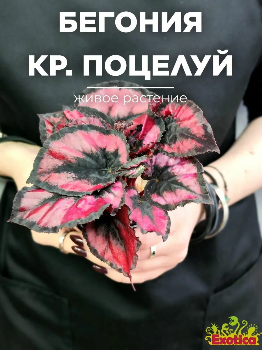 Бегония Красный Поцелуй (Begonia Red Kiss) D6см живое растение