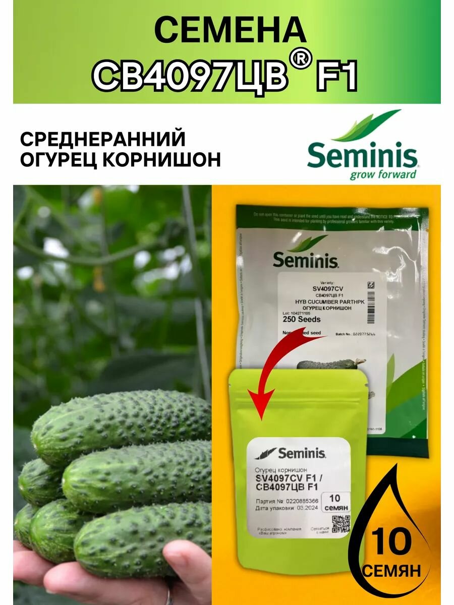 Огурец СВ 4097 ЦВ гибридные семена первого поколения F1 10 семян Seminis профессиональные семена