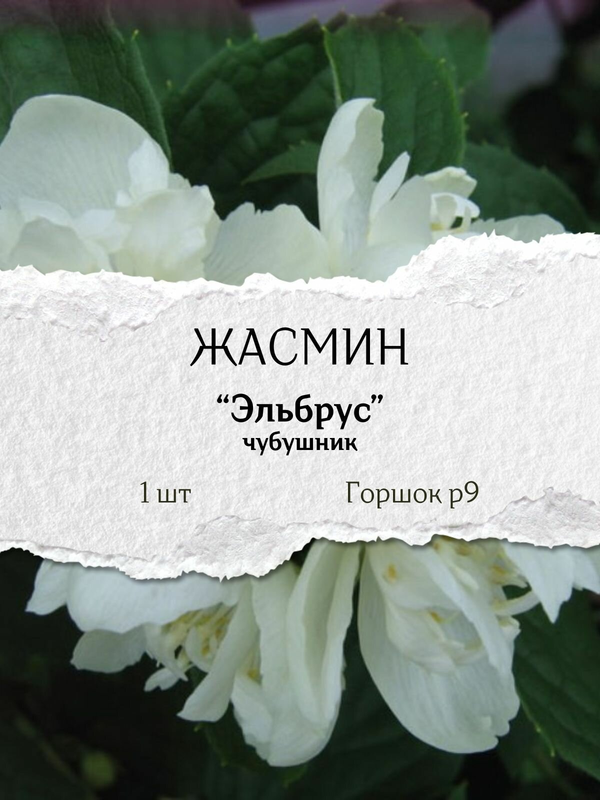 Жасмин (чубушник) 