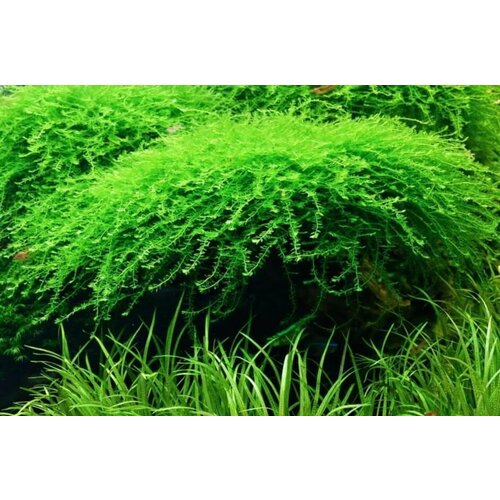 Мох Бабл (Moss sp. Bubble)