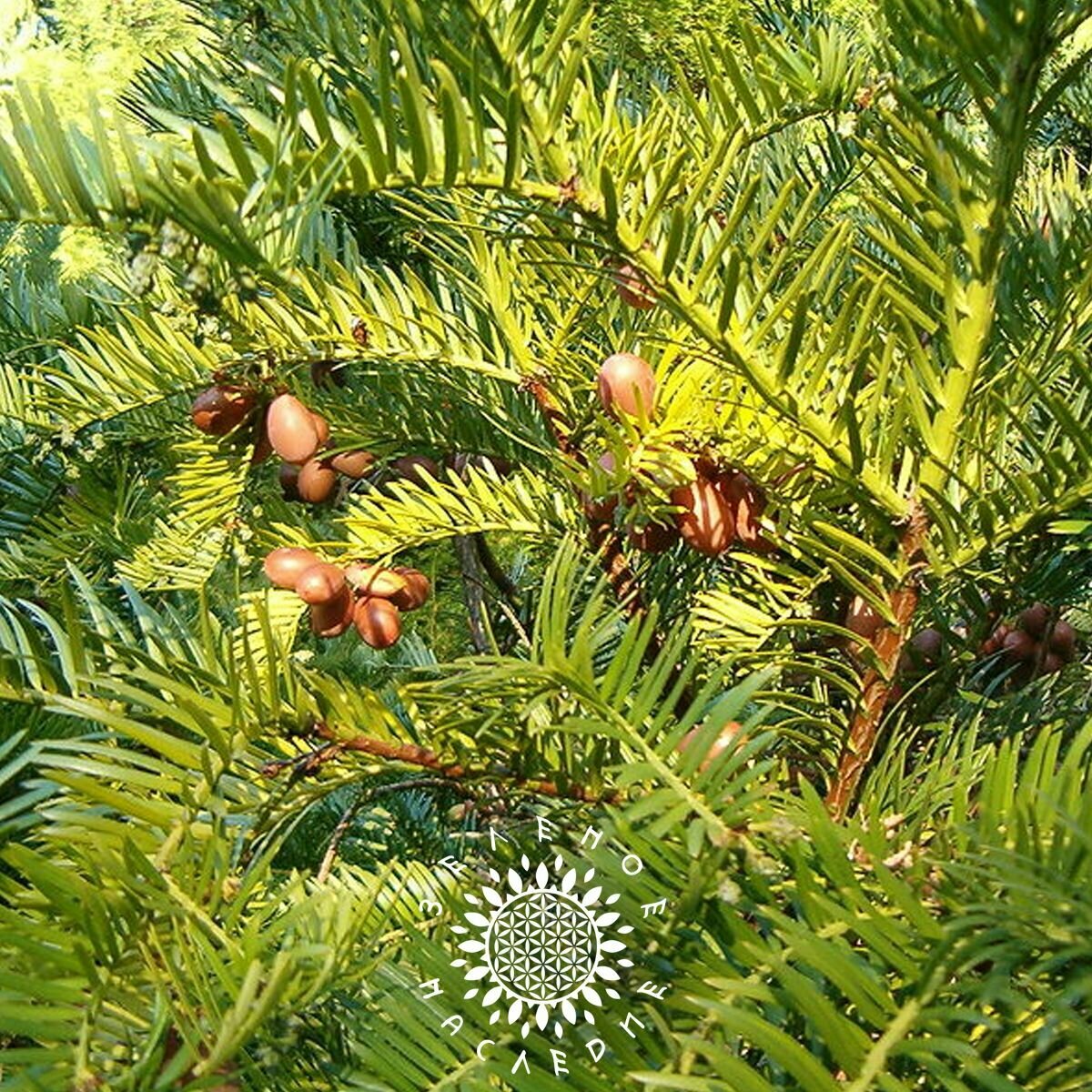 Семена Тис головчатый Форчуна  лат  Cephalotaxus Fortunei  5шт от Green Legacy