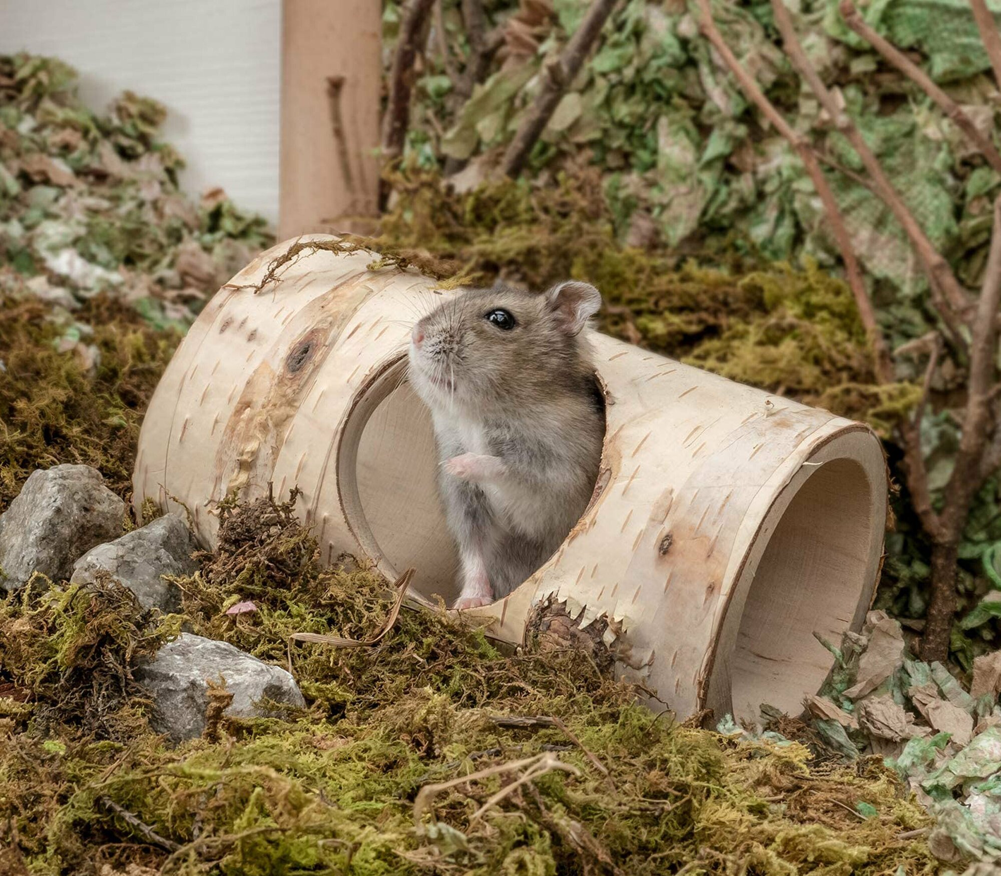 Туннель - домик для грызунов - Eco Birch S. Подойдет для мышей, для хомяков, для дегу, для песчанок, для крыс и других малых грызунов. - фотография № 3