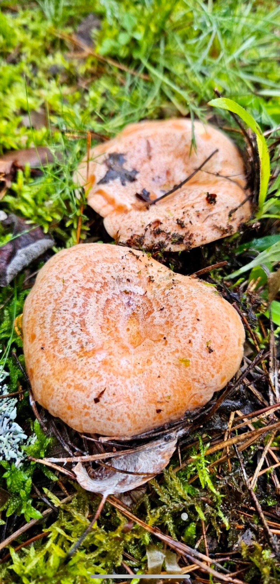 Мицелий гриба рыжик — фото 1