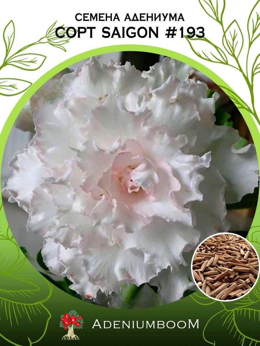 Семена Адениума Обесум от Saigon Adenium #193 (4шт.) /семена редких комнатных цветов суккулентов многолетних цветущих растений/AdeniumBoom