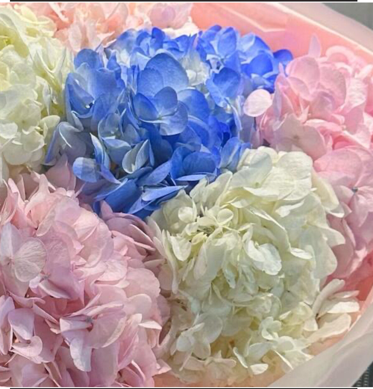 Букет Ruby, гортензии, 9 шт, размер М, высота 60см, в аквабоксе, с открыткой и смесью для цветов — фото 1
