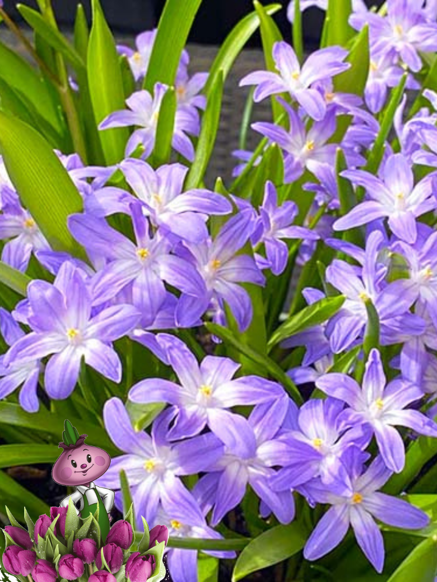 Луковицы цветов chipollino flowers хионодокса LUCILIAE VOLET BEAUTY (10 луковиц)