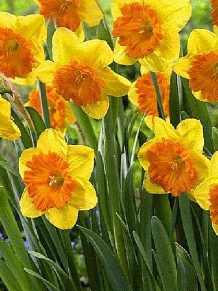 Нарцисс Лавдей 3 луковицы