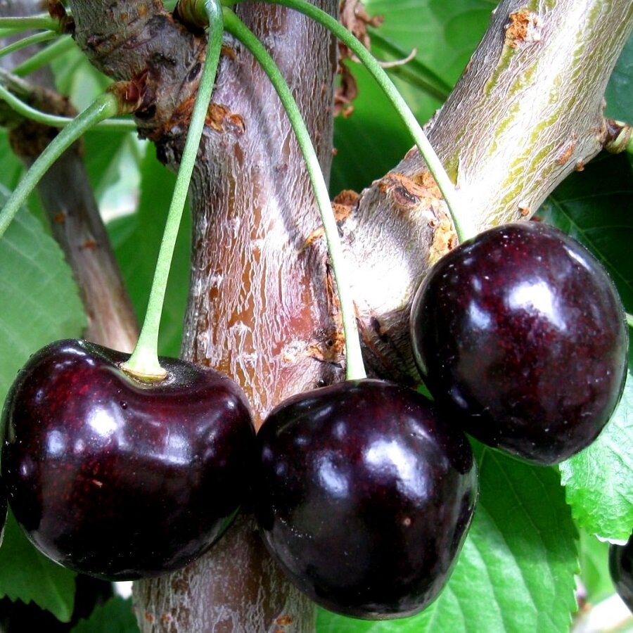 Семена Deodar SEEDS COMPANY Черешня черная крупная 5 шт.