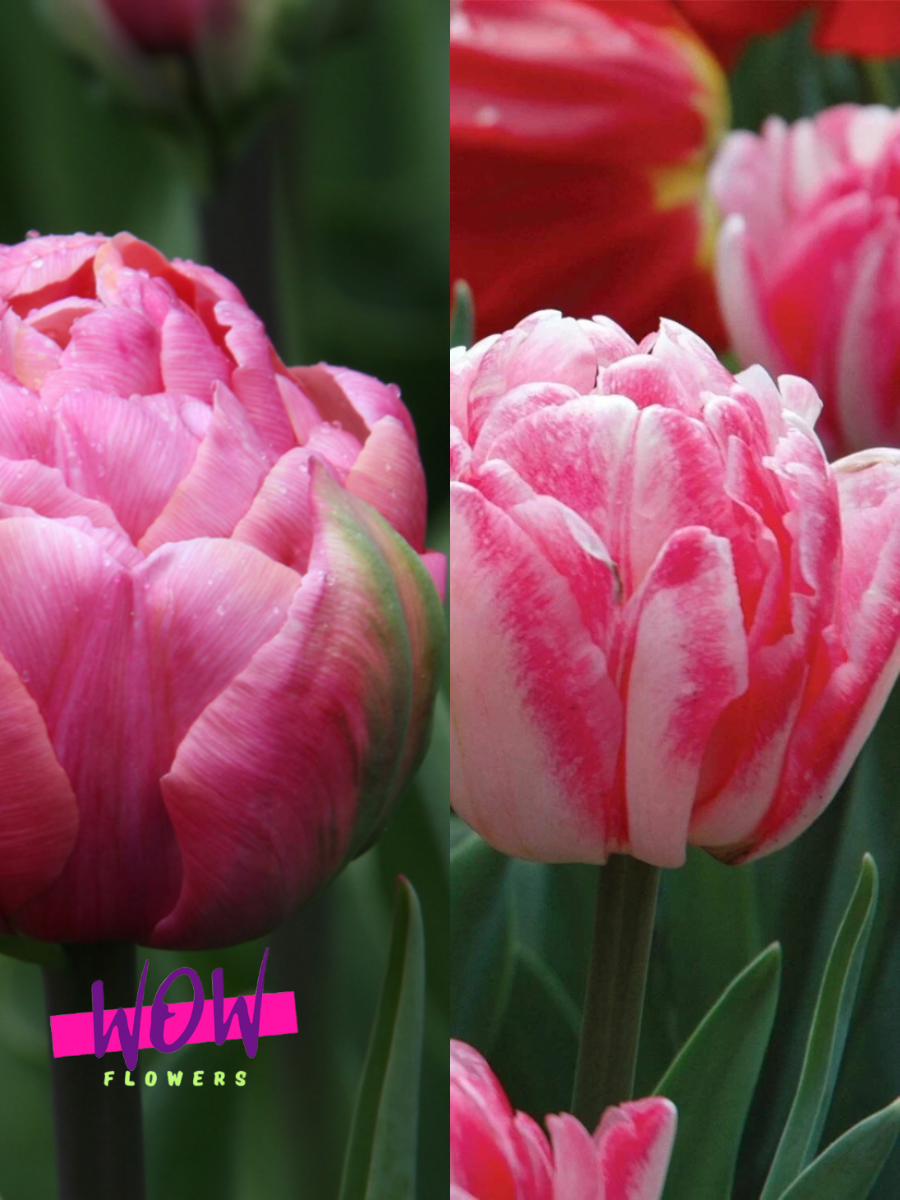 Луковицы цветов WOW FLOWERS TWIN Тюльпан Флеш Поинт 3 шт \ Тюльпан Фокстрот 3 шт ( 6 шт )