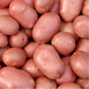 Основная фотография от вендора