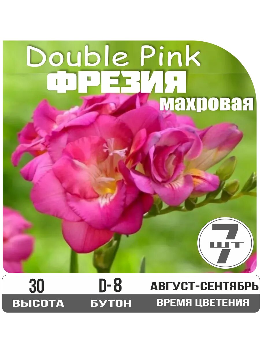 Луковицы фрезии Дабл Пинк махровые многолетник розовые 7 шт Eywa