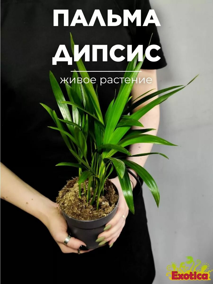 Пальма Дипсис Желтоватый (Dypsis Lutescens) D11см комнатное растение