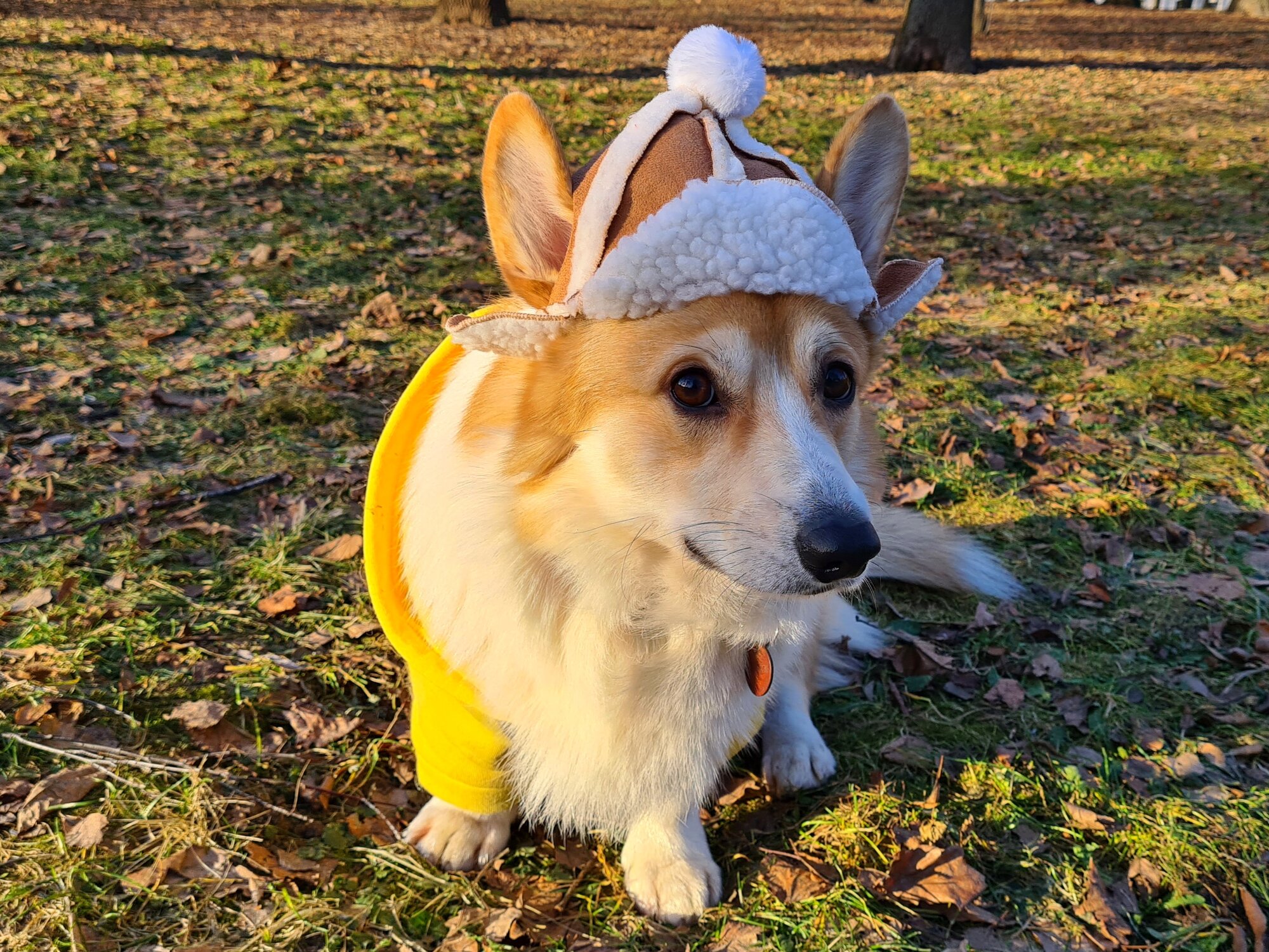 Одежда для собак шапка корги "Sherlock" размер XL