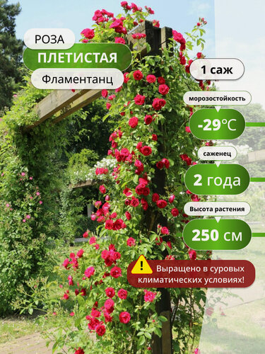Изображение товара Роза плетистая "Фламентанц", многолетняя, высота до 4 м, цвет красный, 1 шт