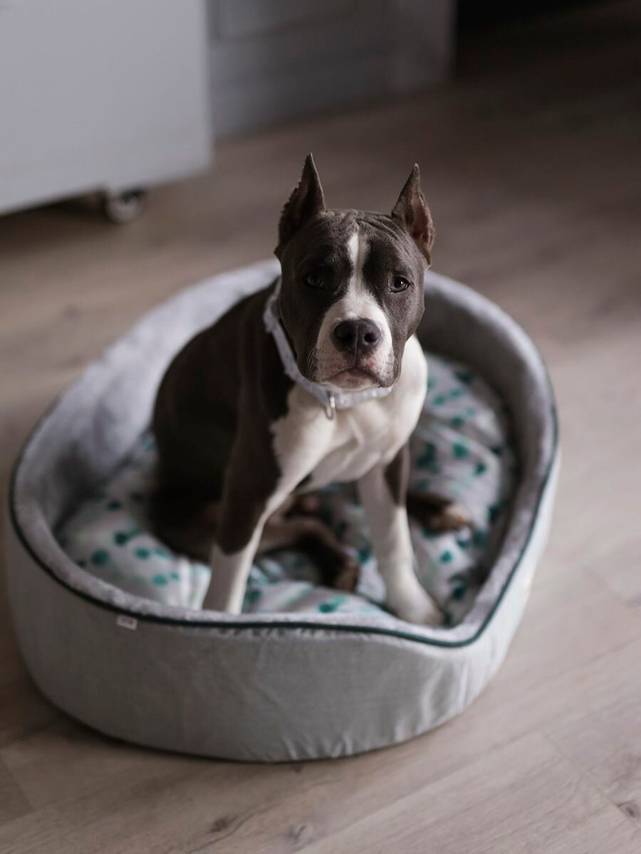 Лежаки Для Животных Xiaomi Лежанка для животных, для кошек, для собак, "Не Один Дома" Лесная полянка, серый, S, 50х35х14 см