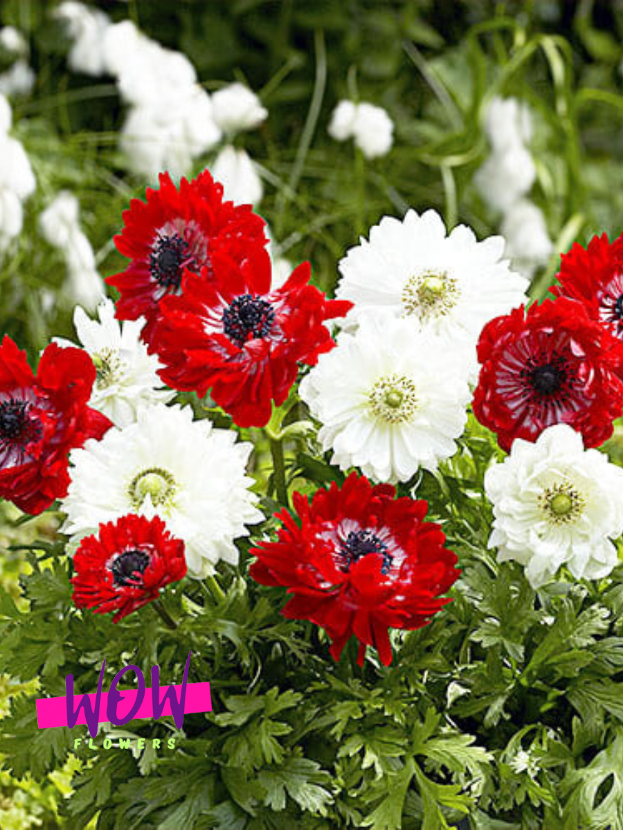 Луковицы цветов  WOW FLOWERS  Анемона Красный и Белый Микс 10 шт