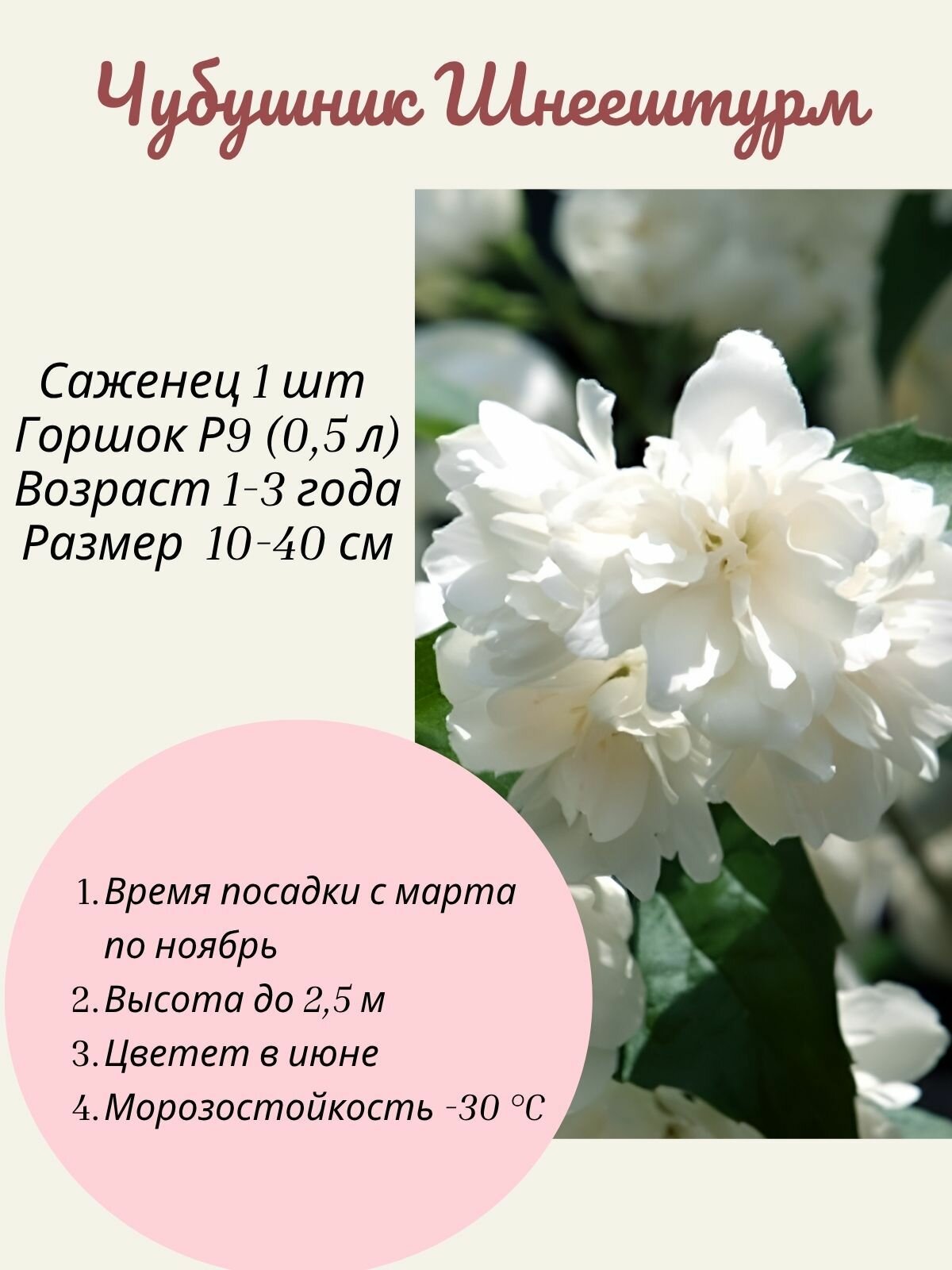 Чубушник (Жасмин) Schneesturm (Шнеештурм) 1 шт саженец в горшке Р9