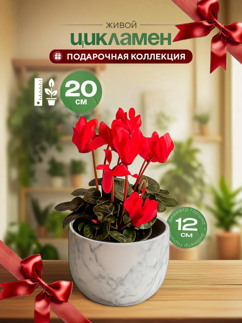 Цикламен цветущий 20*12
