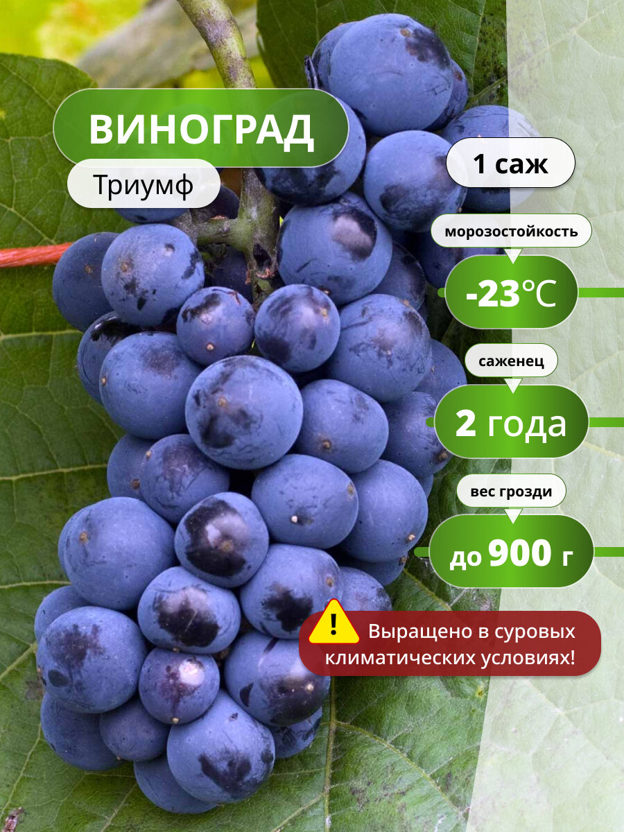 Виноград 