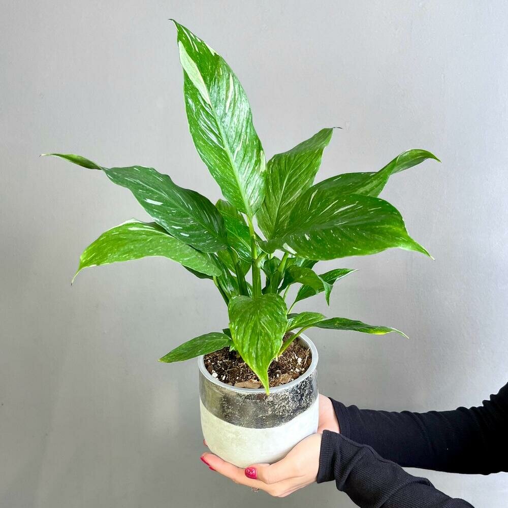 Жалмауыз келіндер әтеш сорады