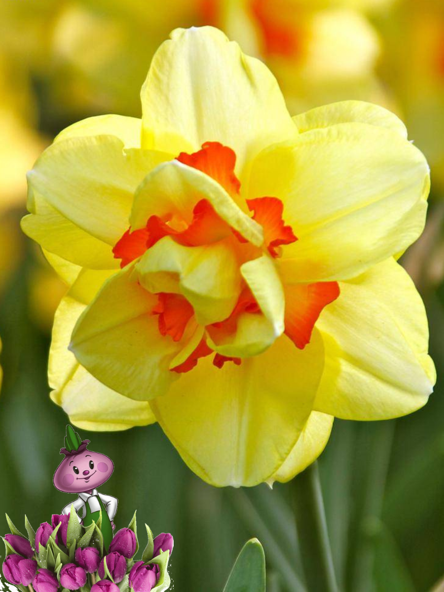 Луковицы цветов Chipollino flowers Нарцисс ISHA (5 луковиц)