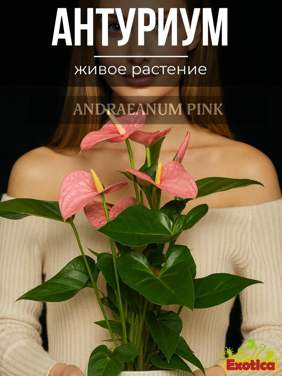 Антуриум Андре Пинк или Розовый (Anthurium Аndraeanum Pink) D9см растение в горшке