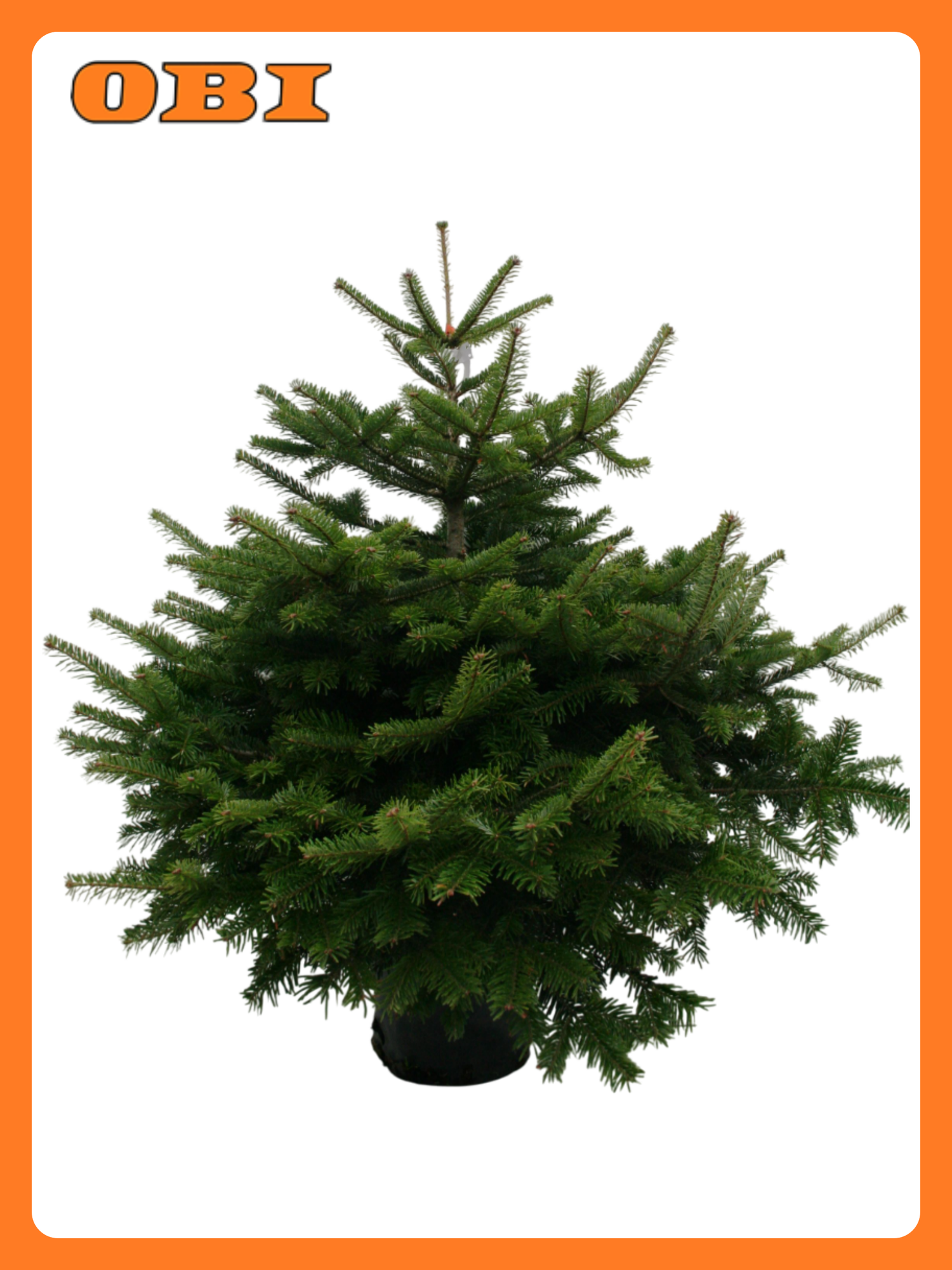 Растение Пихта нордман премиум C15 H80
