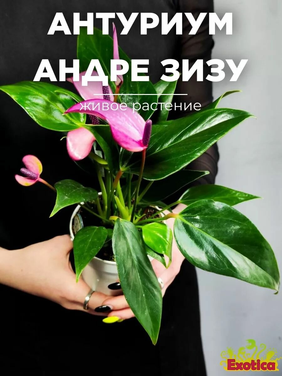 Антуриум Андре Зизу (Anthurium Andre Zizou) D9см растение в горшке