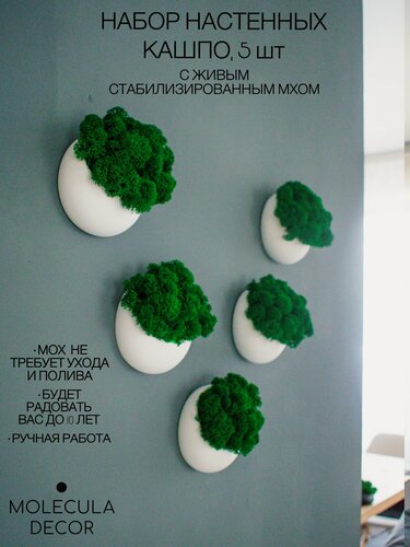 Изображение товара Набор настенных декоративных кашпо 10 см 5 шт белого цвета со стабилизированным мхом на стену интерьерное сухоцветы, Molecula Decor