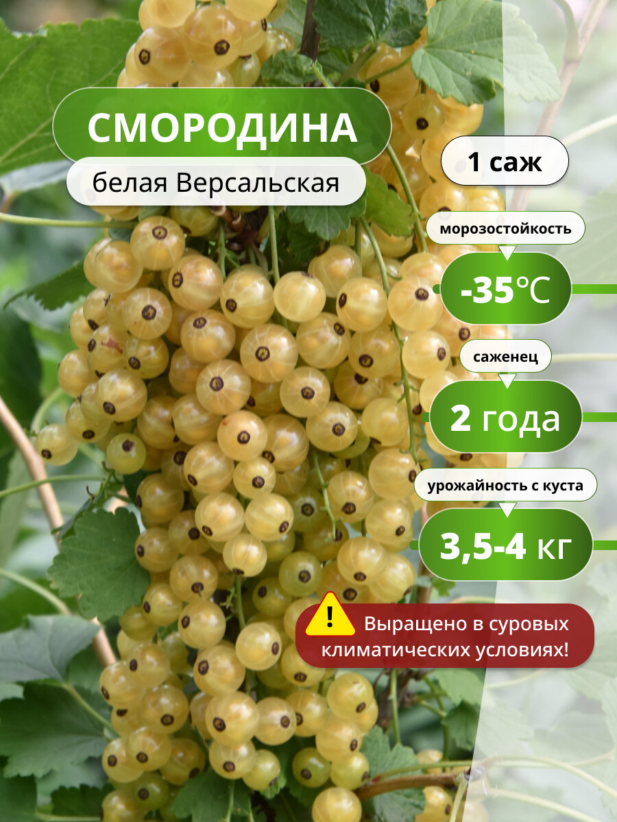 Смородина белая Версальская / 1 шт смородины морозостойкий