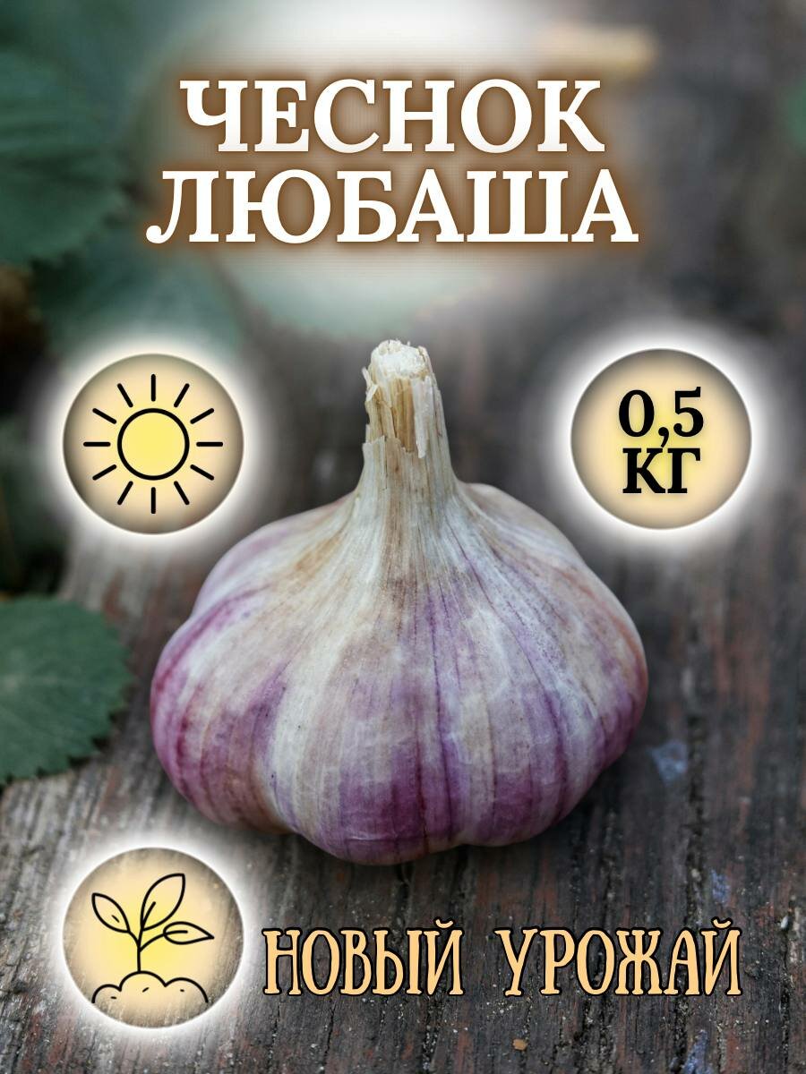 Кубанский чеснок на посадку Любаша (озимый высокоурожайный) 05кг